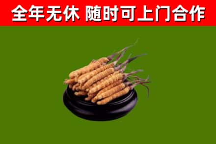 鄞州区回收散虫草